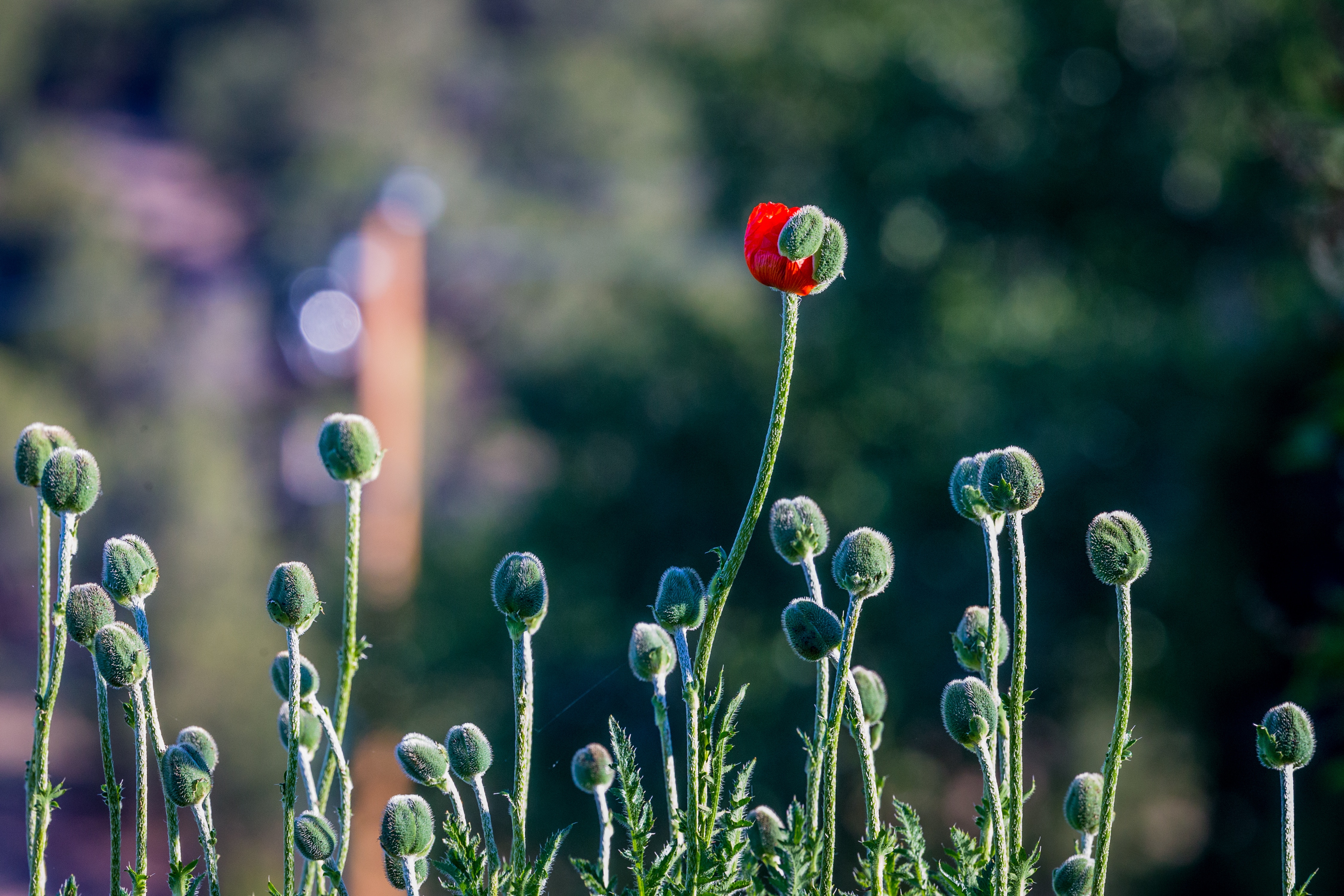 red flower andrea-reiman-256853-unsplash.jpg